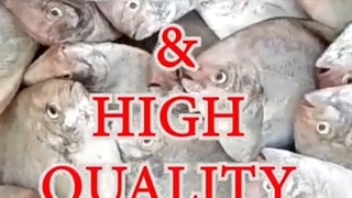 Fresh and High Quality Sea Fish all over Chennai, Tamilnadu, Pondicherry | +919884338306