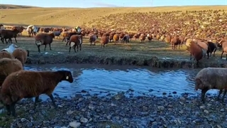 پرورش دام به صورت سنتی