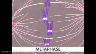 انیمیشن ژنتیک - میتوز +پکیج ژنتیک 09044686613