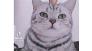 لبخنده گولبه^^