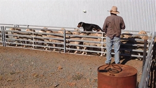 سگ گله باهوش و تربیت شده