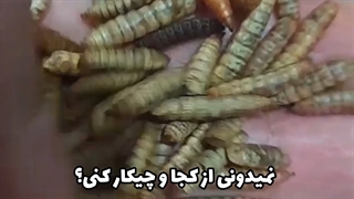 پرورش مگس سرباز سیاه BSFL