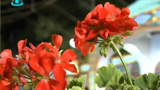 شبکه جهان‌بین