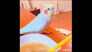 شیرین کاری های طوطی‌های بانمک