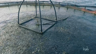 غذا دهی ماهی‌های سی بس در مزرعه دریایی