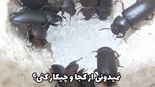 پرورش کرم میل ورم