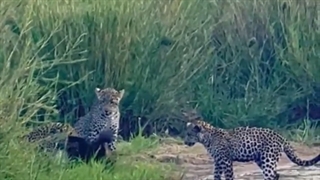 نبرد حماسی گورکن با ۳ پلنگ نشنال جئوگرافیک