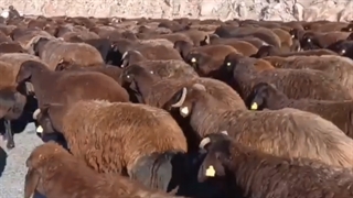 نژاد گوسفند افشار