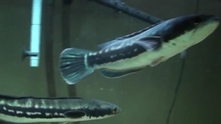 تست وحشی گری سرماری های مانستر !