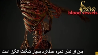 نحوه تغذیه جنین در رحم مادر