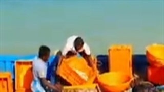 Fresh and High Quality Sea Fish all over Chennai, Tamilnadu,