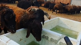 فروش گوسفند درجه یک