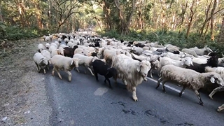 جابه‌جایی گله‌ای بزرگ از گوسفندان