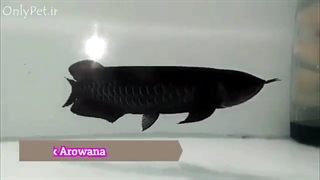 آشنایی با انواع آروانا و قیمت های آن !