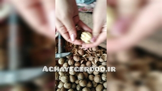 تست گردوی مغز سفید مراغه محصول سال 1401 + لینک خرید