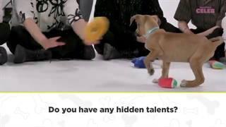 puppy lnterview استری کیدز