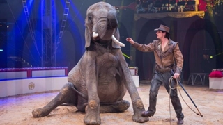 سیرک - نمایش فیل