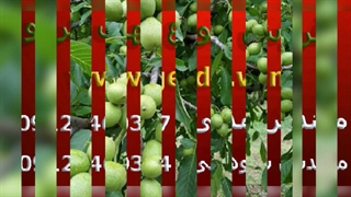 فروش ویژه نهال گردو فرنور پیوندی و چندلر پیوندی آبان 1401(www.gerdo.win)