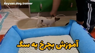 مربی سگ شیراز 09363572812(کیوان قائدی)آموزش بچرخ به سگ.آموزش چرخیدن به سگ.مربی سگ در شیراز.تربیت سگ.آموزش سگ.رفتارشناس سگ