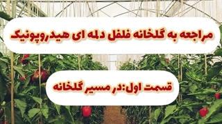 بازدید از گلخانه فلفل دلمه‌ای هیدروپونیک (قسمت اول)