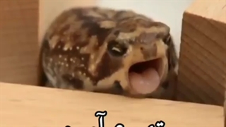 سلام علیکم اتمام حجتی با عزیزان توی توضیحات