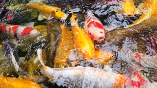 خرید تابه  کاویش