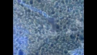 Nirvana - Come As You Are (Official Music Video) موزیک