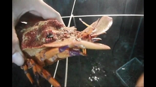 لابستر سرپهن: Thenus orientalis