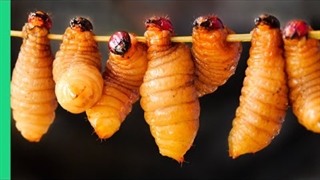 غذای ویتنامی ! - موج کره ای