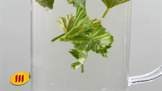 چای سیاه بهاره