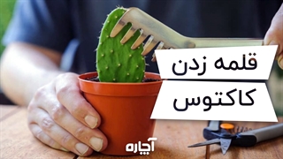 تکثیر و قلمه زدن کاکتوس | آچاره
