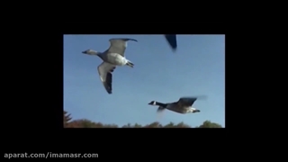 هر گروهی با امام شون محشور میشن...