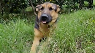 MANDARIN HARVESTING STARTED: GRANDMOTHER PREPARED ANCIENT AZERBAIJAN FOOD