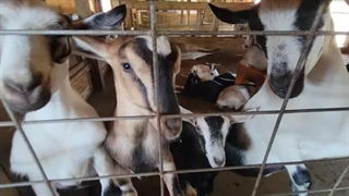 پرورش و نگهداری بز آلپاین