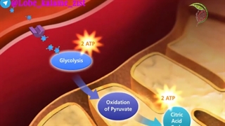انیمیشن خیلی مفهومی تنفس سلولی!