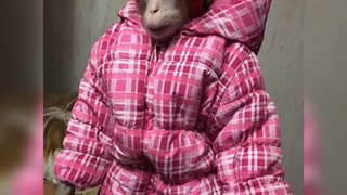 میمونا هم میمون‌های قدیم