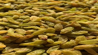 کشمش سبز قلمی - محصول امسال کاشمر