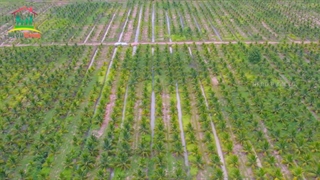 Tender coconut Supermarket direct delivery in Tamil Nadu & Pondicherry | NFBD Group