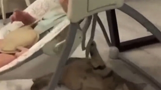 فن گربه‌برای خواباندن‌نوزاد