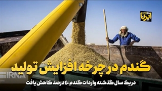 گندم در چرخه افزایش تولید