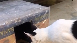 تامی و بوی چسب