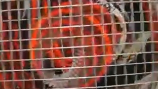 جت هیتر برقی ، هیتر برقی مرغداری 09197443453