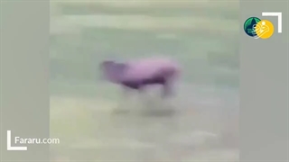 شادی پس از گل دیدنی گوزن پس از گل زنی در فوتبال!