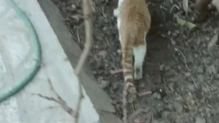 گربه های من در حال جنگ 