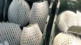 فوم توری بسته بندی میوه 09197443453