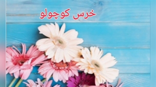خرس کوچولو