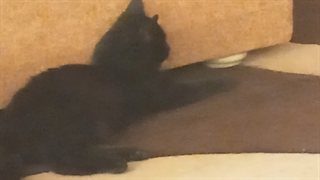 کرم نریز بلک میخام فوتبال نگاه کنم(از هر جهت واسم اهمیت داره)