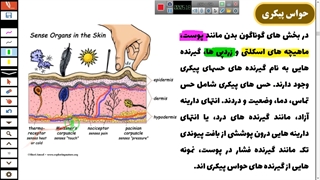 فیلم آموزش حواس پیکری و گیرنده ها و تمام نکات پوست-مهدی محمد حسین زاده