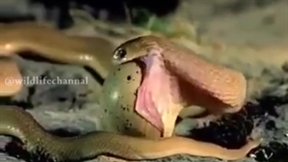 بلعیدن تخم پرنده توسط مار