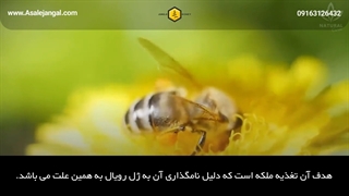 خواص ژل رویال برای سلامتی